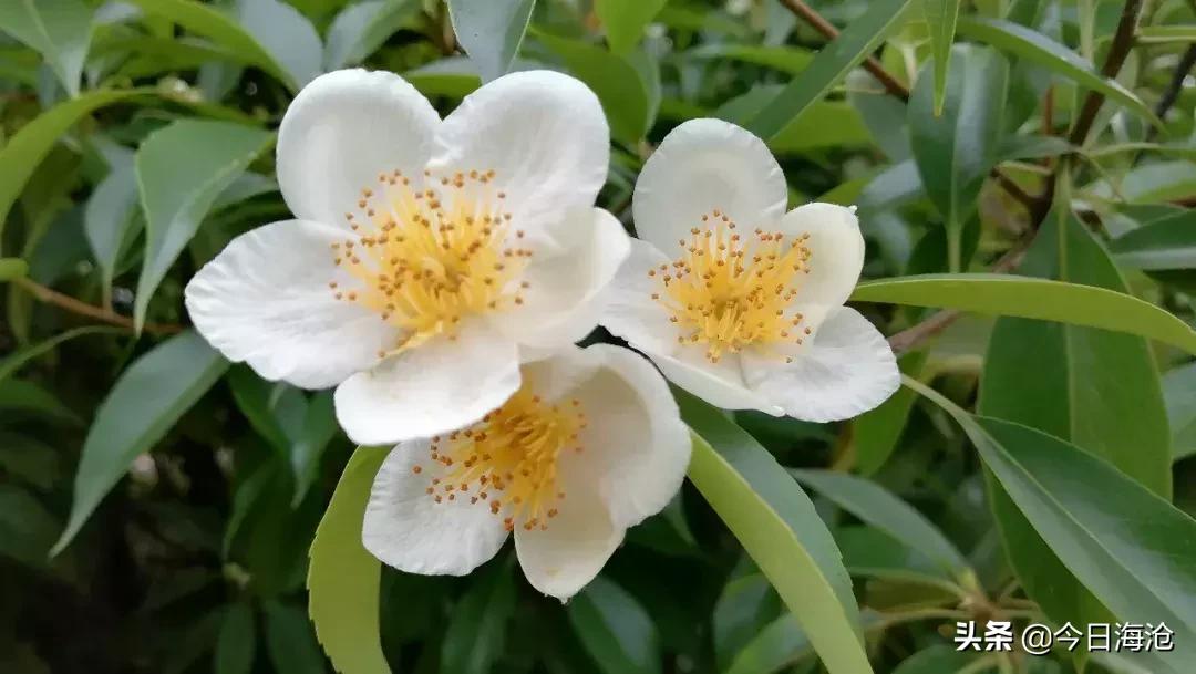 厦门sm新生活广场开业,厦门海沧sm新生活广场