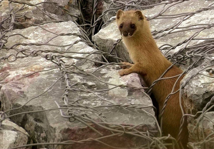 黄鼠狼老是偷鸡科学处理办法,黄鼠狼老是来偷鸡怎么回事