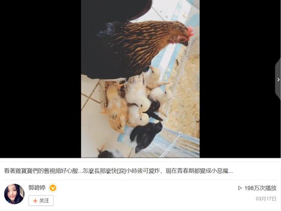 郭碧婷再被疑怀孕,郭碧婷孕期微博