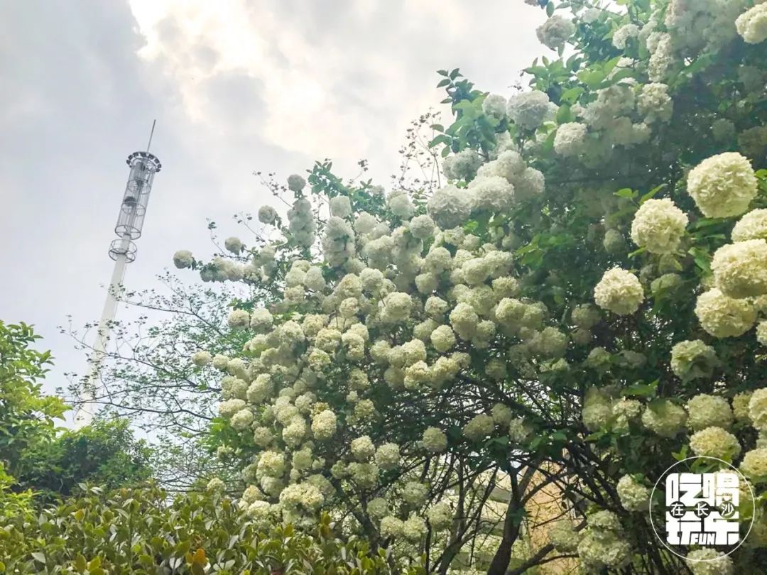 长沙民政学院是一本还是二本,湖南民政职业学院在湖南大学排名