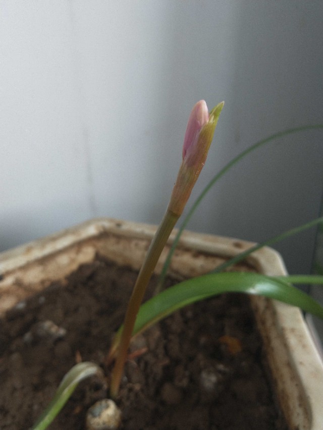 春暖花开原创的声音,倾听花开的声音