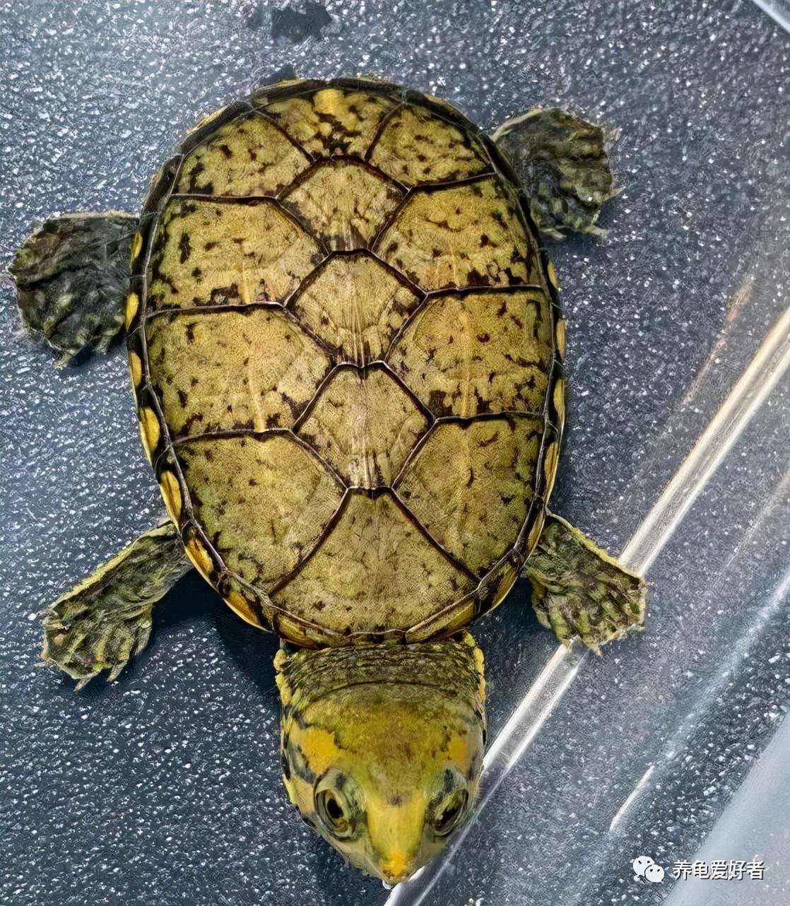 怎么养龟存活率大,养龟应该规律喂食还是不规律喂食