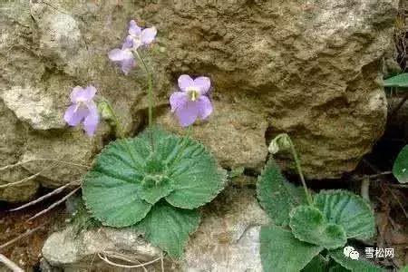 世界珍稀植物红豆杉,红豆杉等珍稀植物自然资源