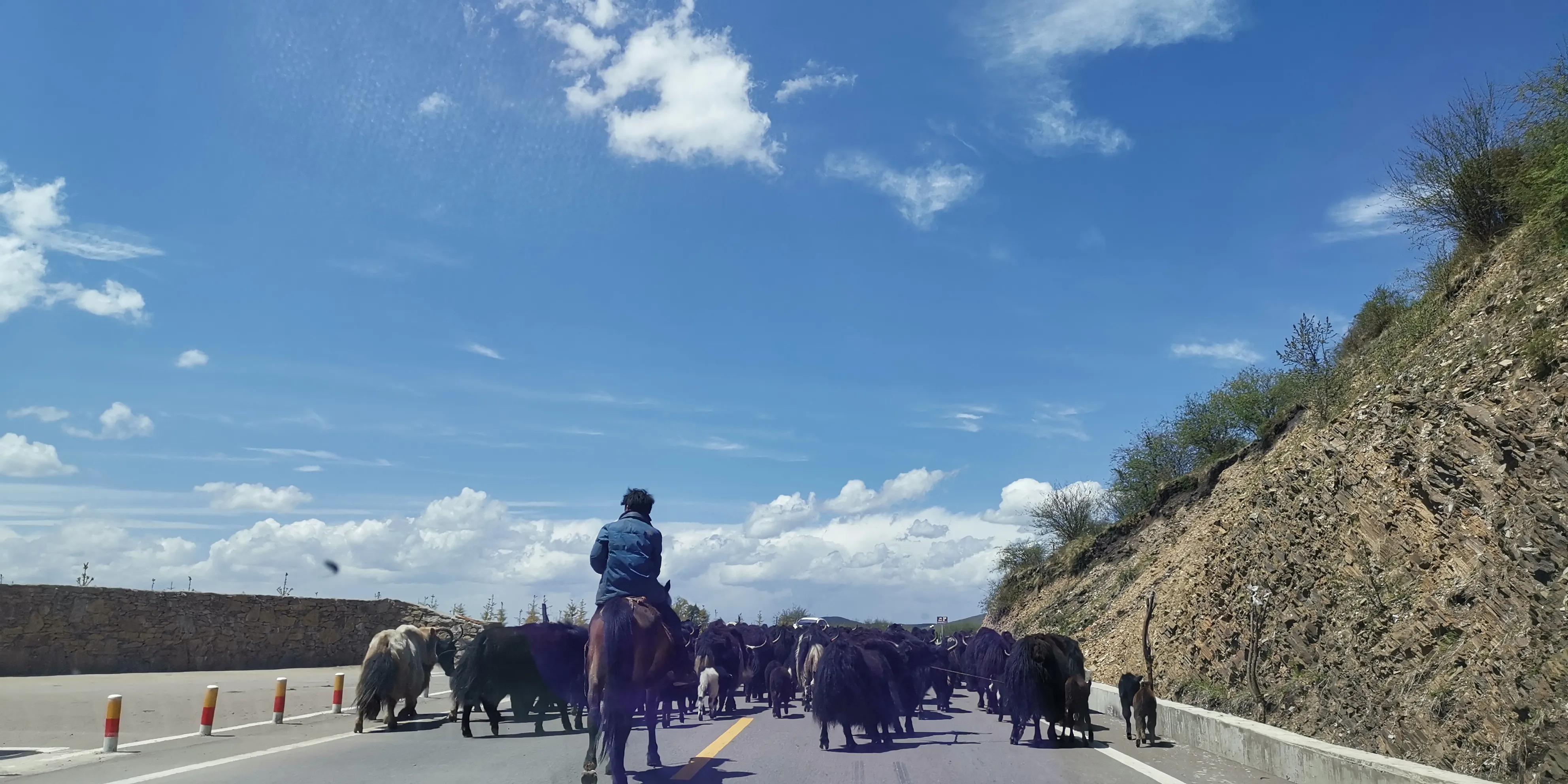 美不胜收的红原大草原,最美蓝天白云大草原