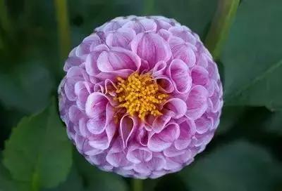 100种花的英文和花语是什么,100种花的花语以及送花礼仪分享