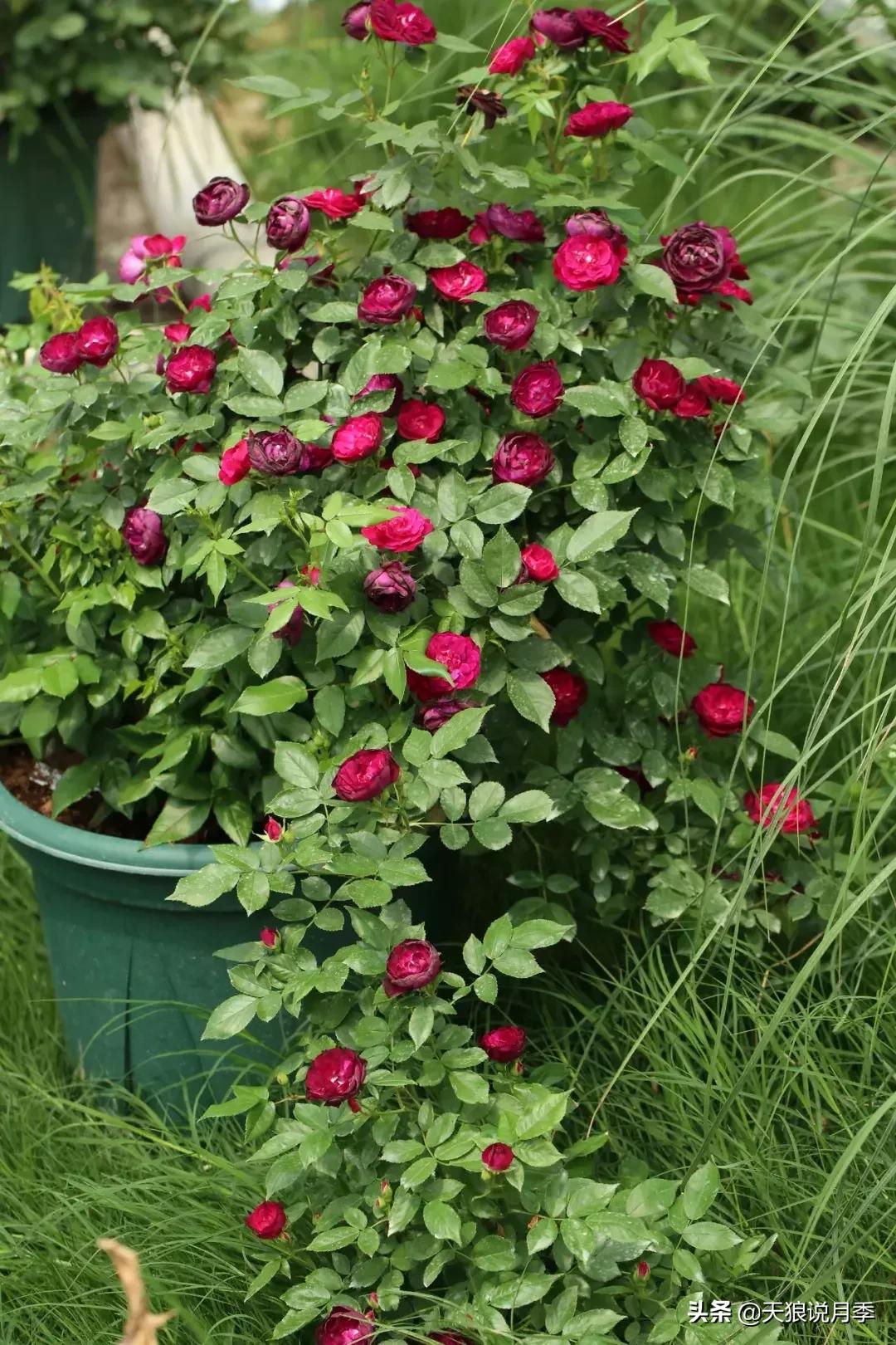 抗病性好的月季推荐,哪些月季品种抗病强