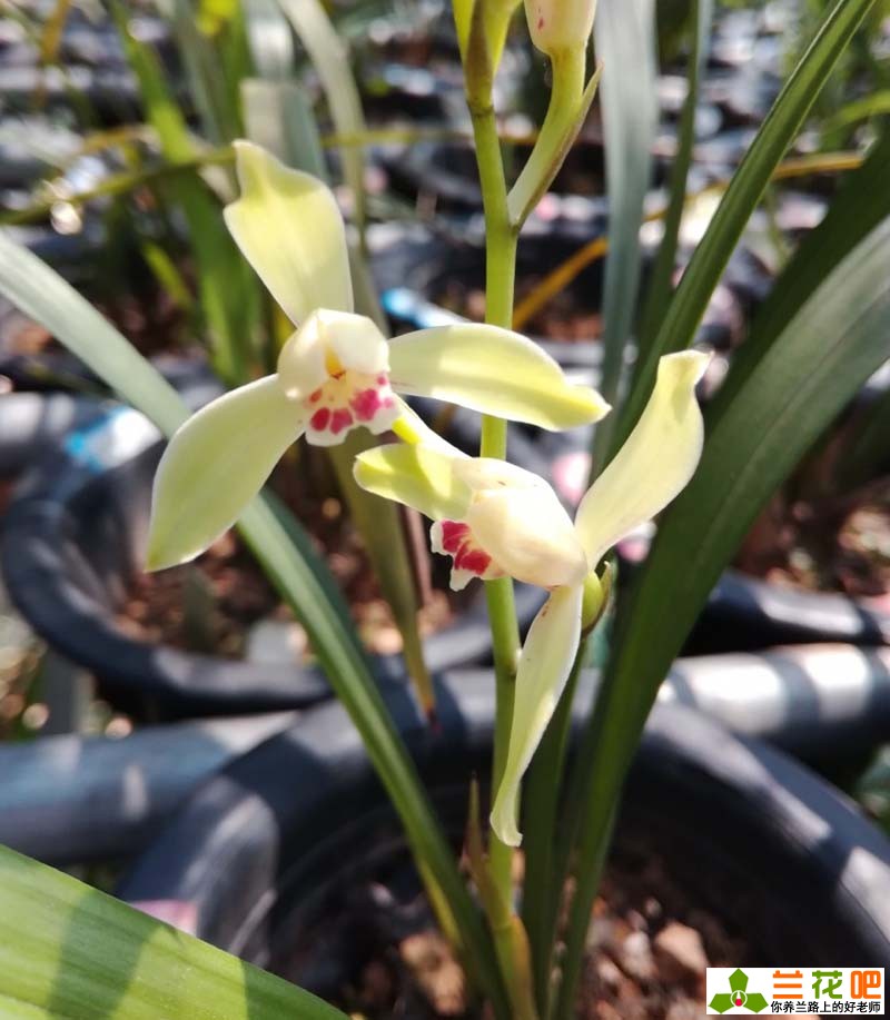 兰花7月份管理,进入5月底兰花的正确养护方法