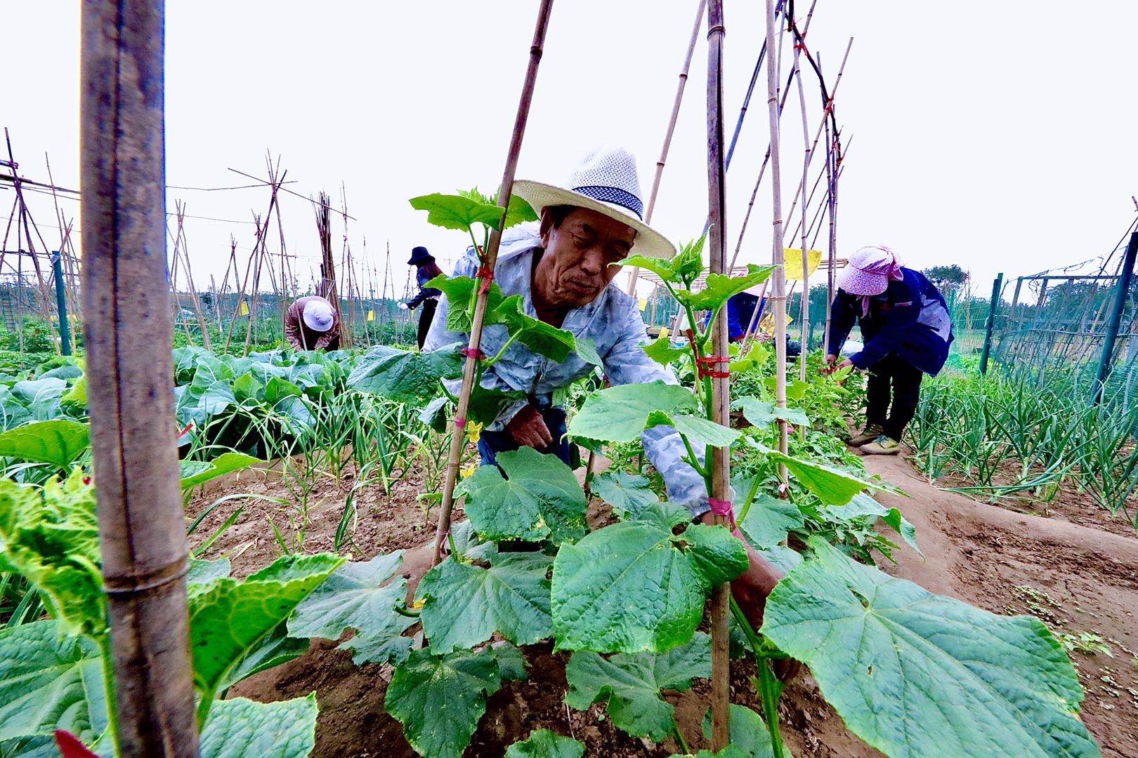 独家光影｜卢沟桥农场：打造永定河畔的观光休闲农业