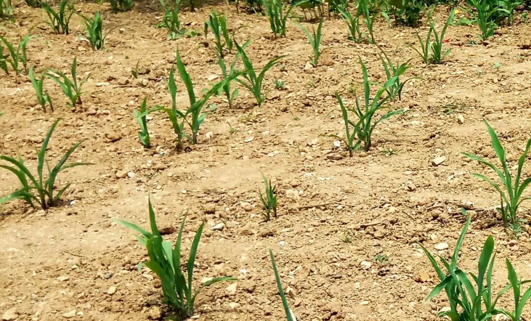 玉米播种深了不旺怎么办,玉米播种后下雨不出苗怎么办