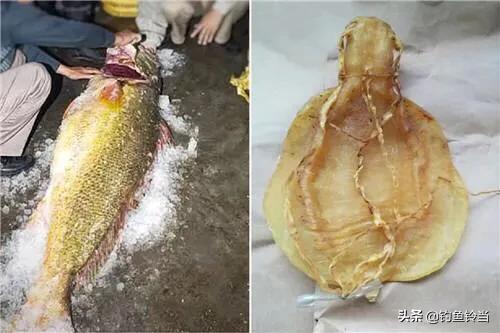 黄唇鱼的愤怒，长着贵过黄金的鱼鳔并没有错，错的是人心的贪婪！