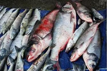 黑龙江五大名鱼,黑龙江最顶级的鱼