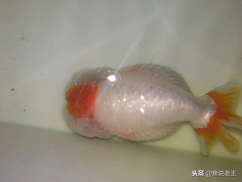 养鱼怎么治疗炸鳞,鱼儿炸鳞病的救治方法