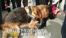 汶川地震狗救了32条人命,汶川地震狗狗救人21人