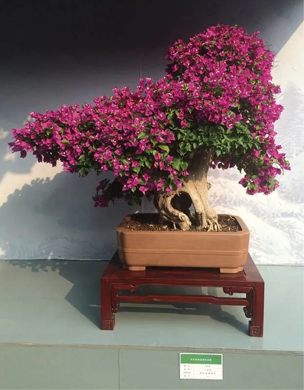 盆景素材十大排名 (什么盆景素材最好)