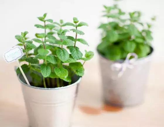 适合室内养的50种植物驱蚊,适合家里养的驱蚊的植物