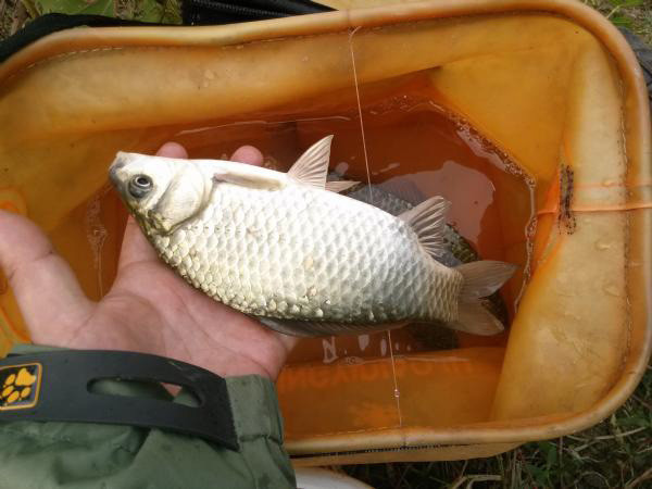 秋季钓鱼的正确方法,秋季钓鱼技巧选饵料