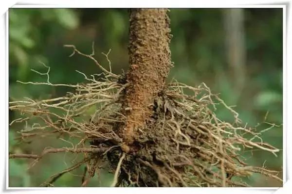 辣椒病害图谱大全大图,辣椒病害大全图片及防治方法