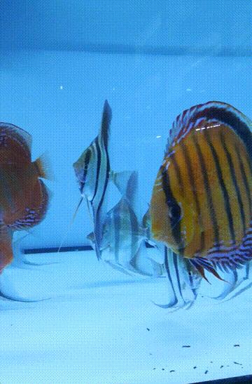 养七彩要准备什么,七彩可以单养吗