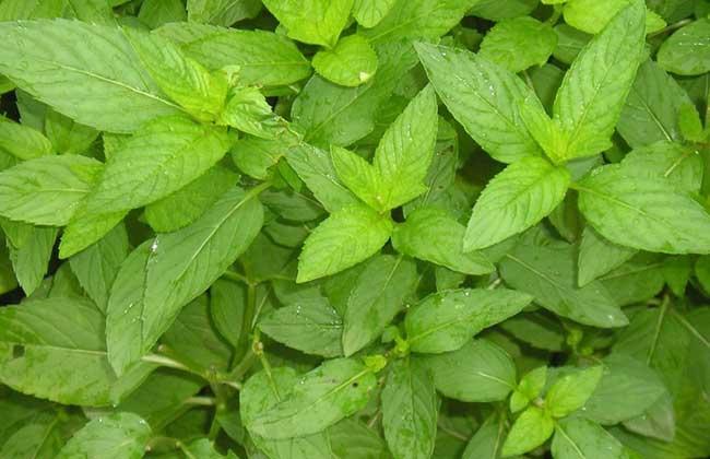 植物夏天蚊虫多怎样驱赶,夏天蚊虫最怕什么植物