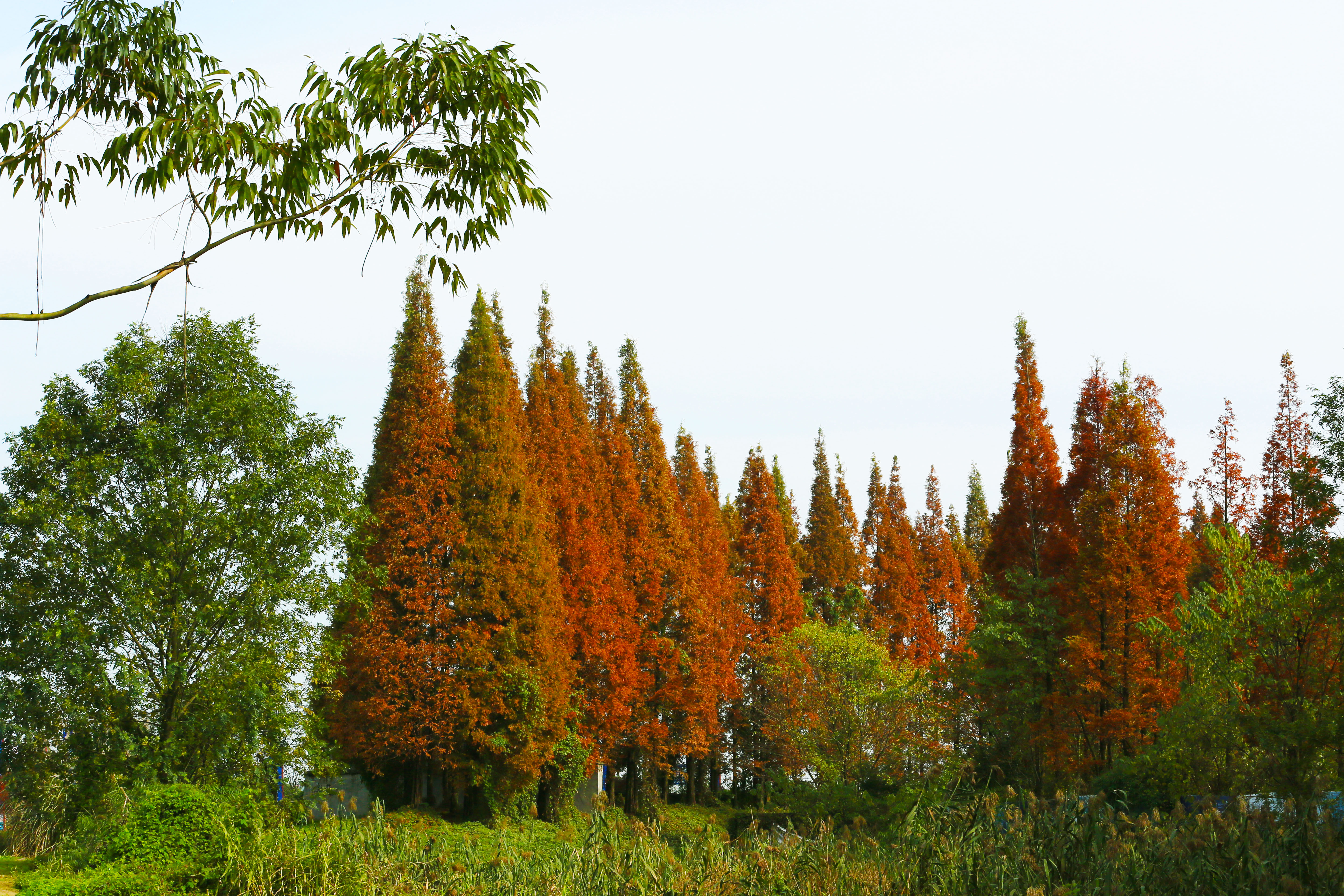 桉树林风景,自然生长的桉树林