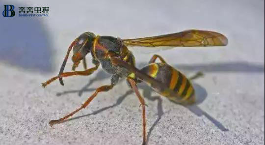 被马蜂之类的虫子咬了怎么办,被马蜂叮了如何处理