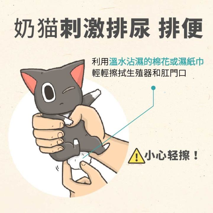 刚买的幼猫怎么养正确方法图文,养幼猫怎么教用猫砂