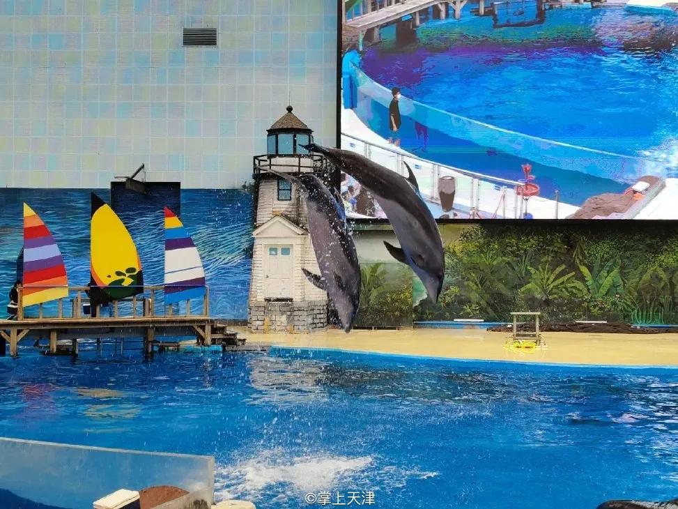 天津海昌极地海洋世界年票,天津海昌极地海洋99票价真实性