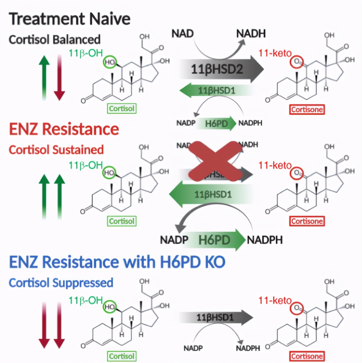 前列腺癌新疗法：恩扎卢胺“搭档”H6PD*制剂抑**，显著改善小鼠生存