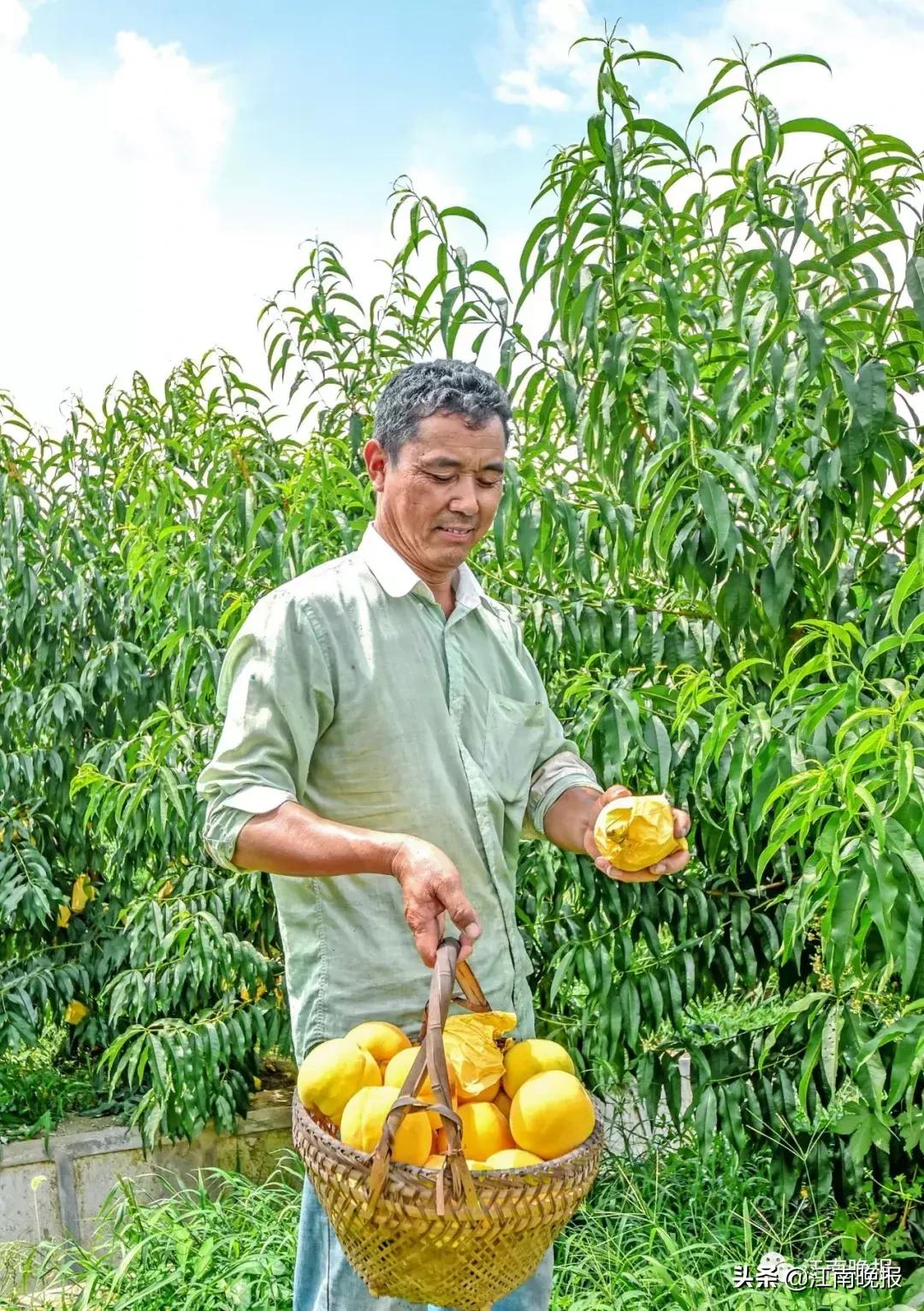 水蜜桃吃了不消化吗,水蜜桃吃了