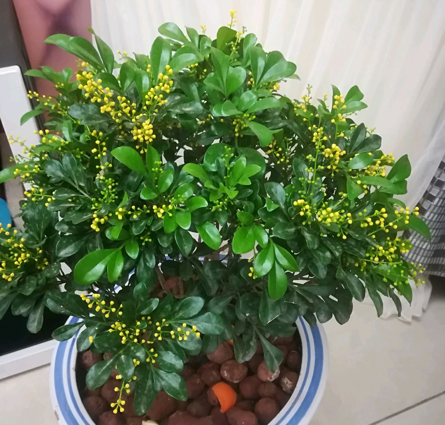 好看又好养的盆花,人养花也养人