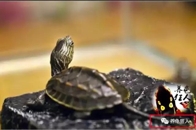 南石龟草龟花龟哪个体型大,草龟花龟珍珠龟哪个更好养