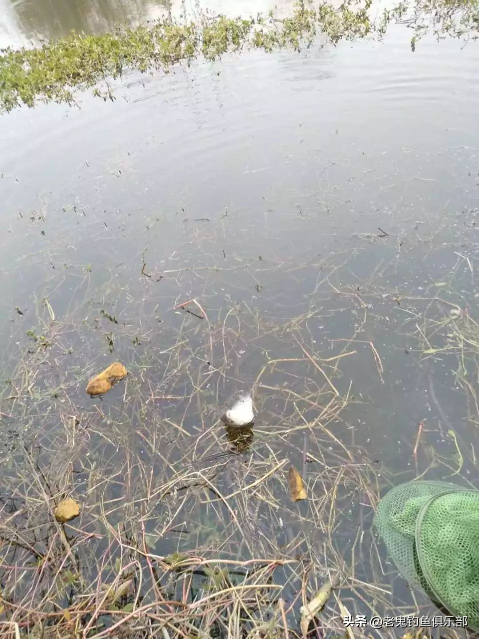 老鬼最经典鲫鱼饵料,老鬼饵料官方旗舰店大鲫大鲤
