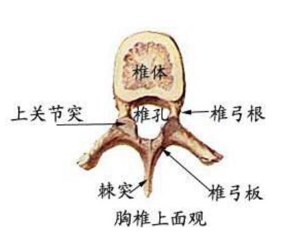 久坐后起身腰痛怎么回事,久坐导致的腰肌劳损比较痛怎么办