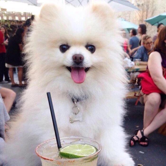 宠物小百科推荐,宠物博美百科知识视频