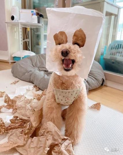 贵宾讨厌主人的表现,贵宾有哪些行为是代表它讨厌你