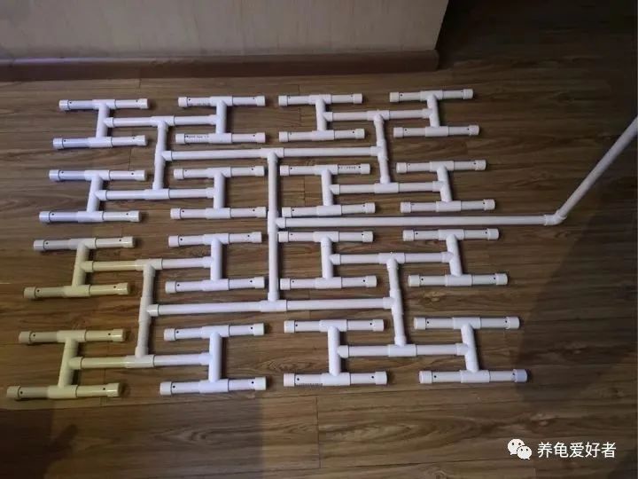 怎么养龟存活率大,养龟应该规律喂食还是不规律喂食