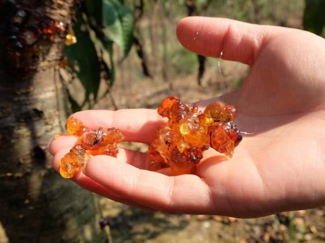 桃树上这种“煤渣”，过去农村娃当糖吃，如今30元一斤成稀罕货