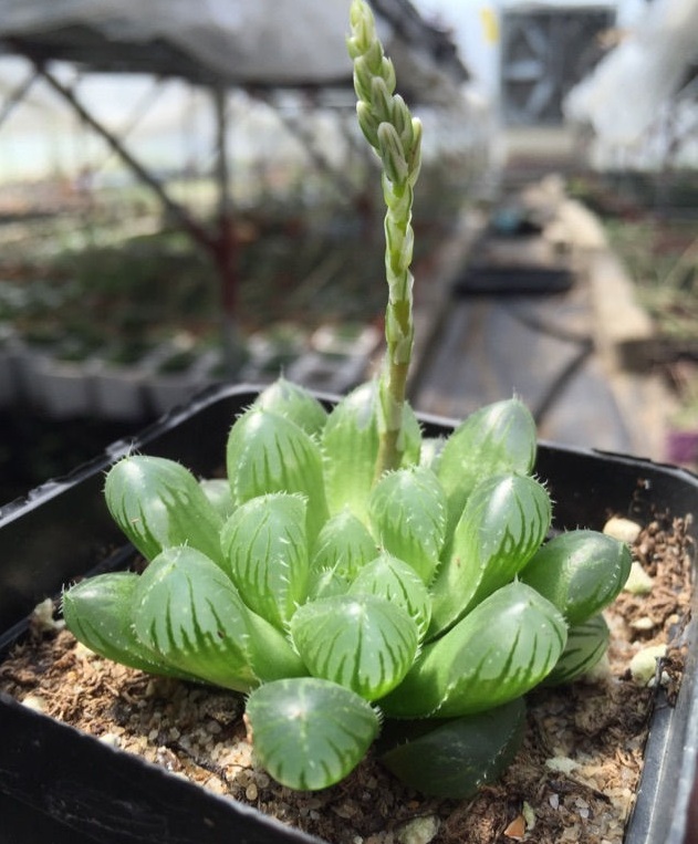 玉露多肉发黄,养多肉如何制造散射光