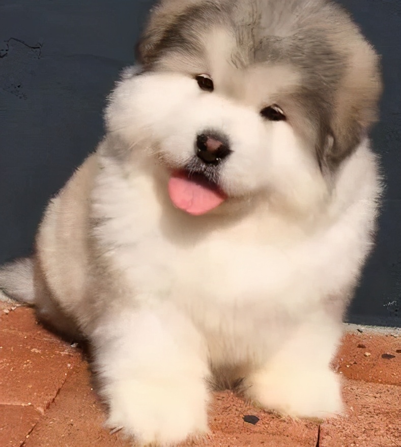 狗狗歪头卖萌,狗狗歪头杀的意思