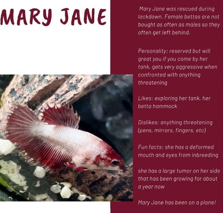 外国女子救下崩溃男子,外国女生救斗鱼