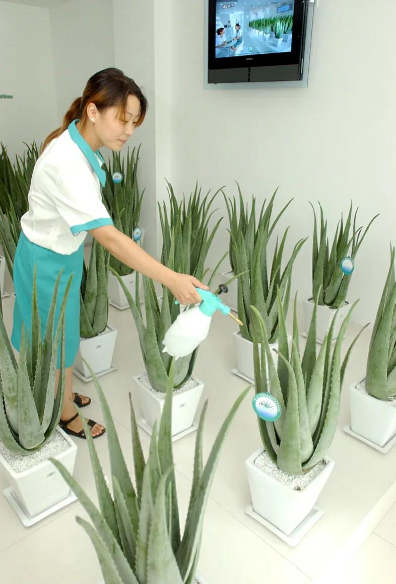 住楼房怎么露养多肉,室内阳台养多肉的方法