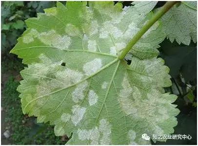 吡唑醚菌酯混合代森锰锌,100元的代森锰锌