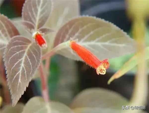 十种稀有长寿花,80个长寿花品种全都美极了