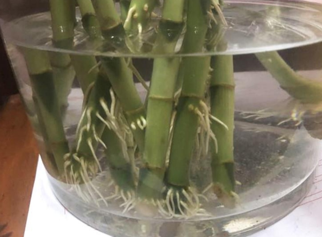 富贵竹不长新叶子怎么办,富贵竹怎么养才能快速长出来