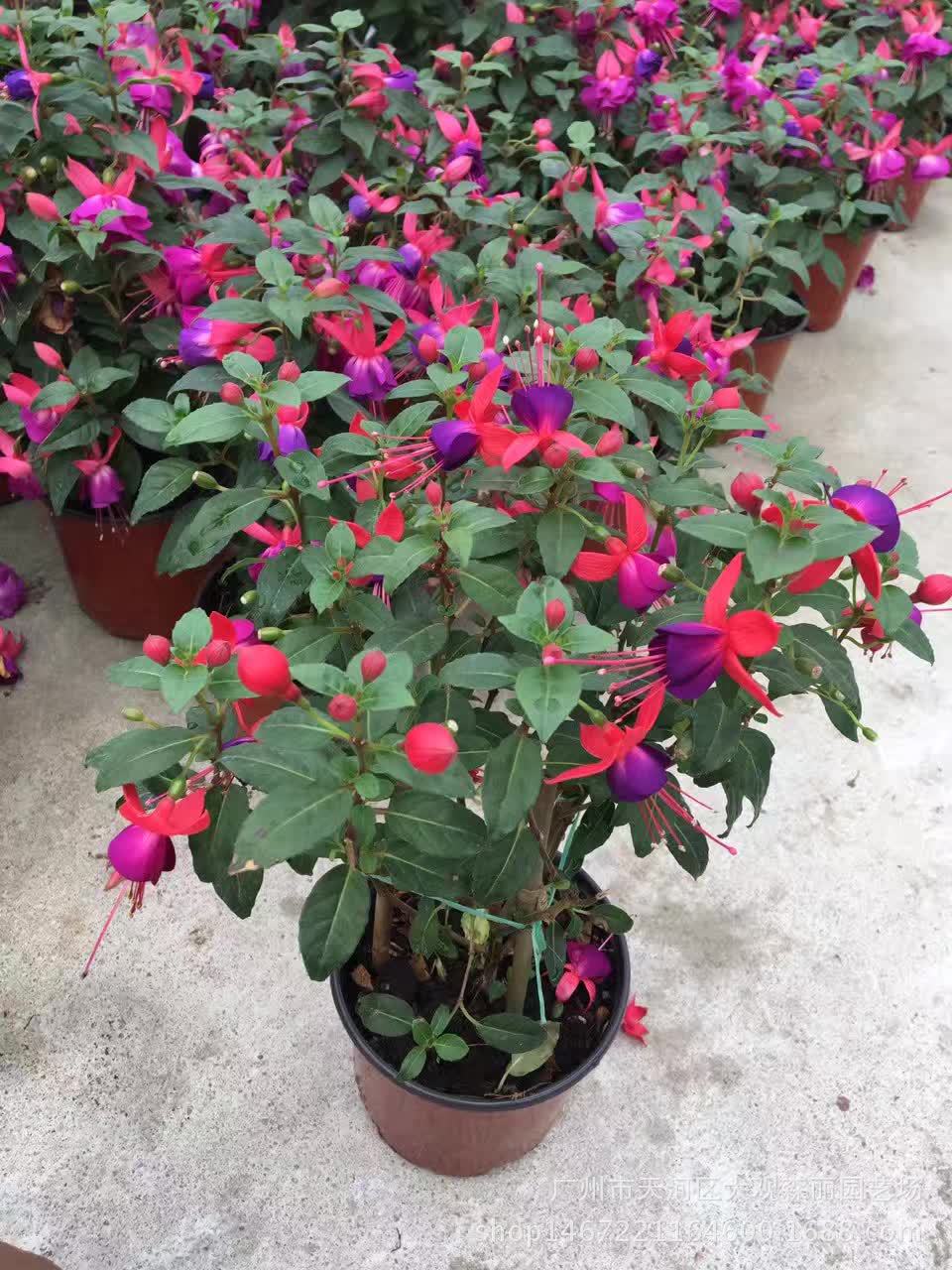 人养花花,人养花花养人哪些花养人