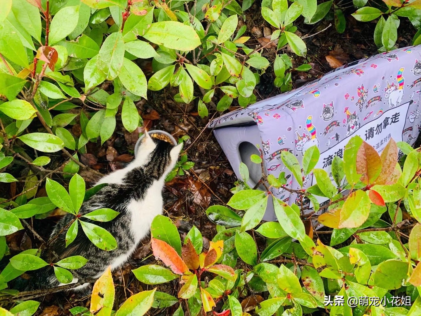 关于救助流浪猫的感受,救助流浪猫的艰辛与难受