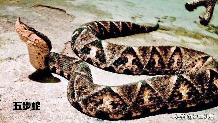 护士执业资格考试中级,护士执业资格考试网上报名