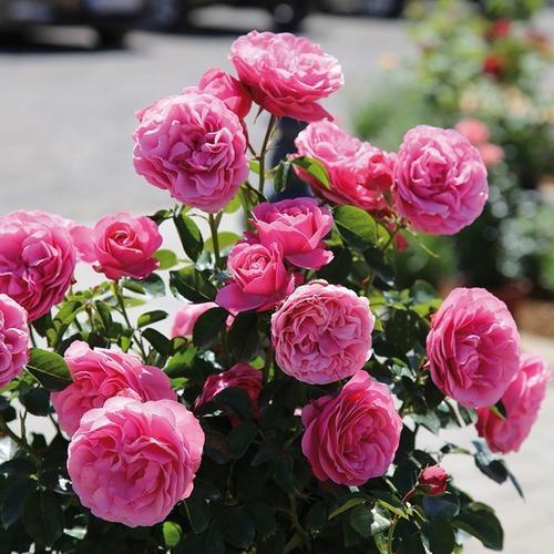 藤本月季地被月季,持续开花性好的爬藤月季