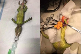 新奇物种怎么养,新奇宠物怎么养