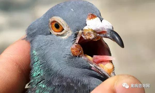 幼鸽得了毛滴虫怎么治疗,鸽子毛滴虫治疗有效方法